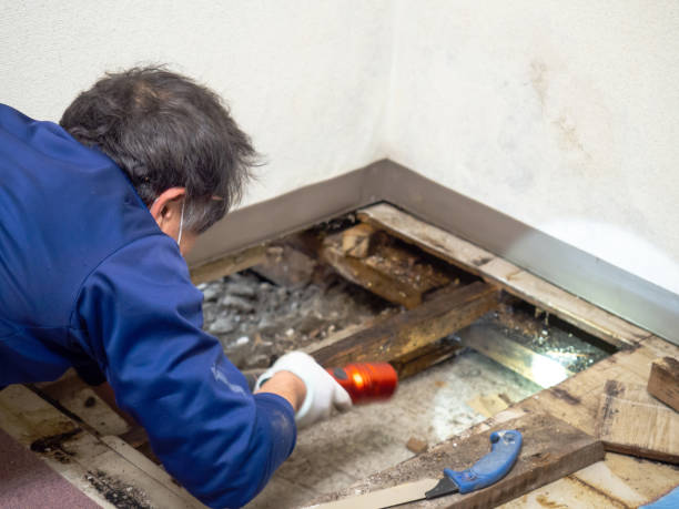 Certified Mold Removal in Uniontown, OH