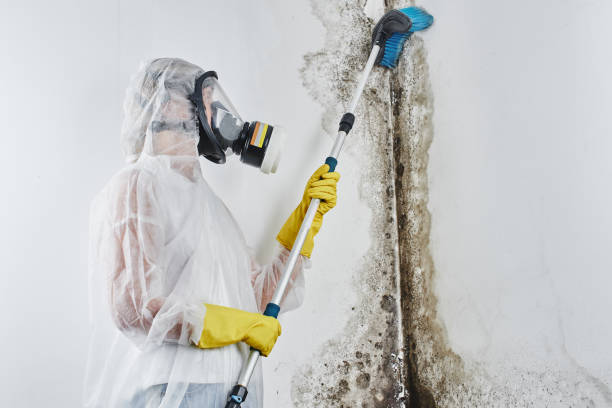 Mold Removal and Inspection in Uniontown, OH