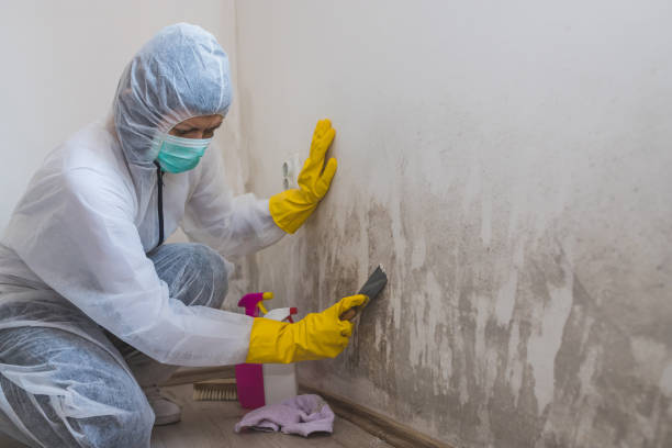 Best Toxic Mold Removal  in Uniontown, OH