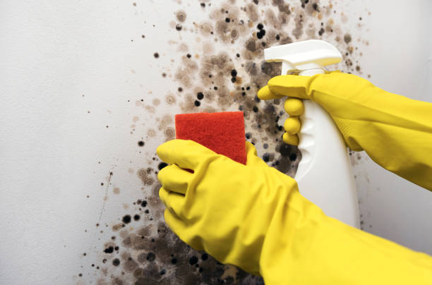 Best Mold Damage Repair  in Uniontown, OH